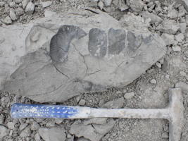 Heteromorpher Ammonit