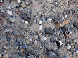 Faserkalk am Strand