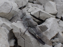 die blauen &Ouml;dlandschrecken tarnen sich genau wie die Fossilien