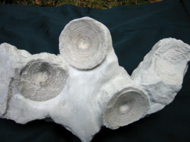 Haiwirbel Sammlung G.Lettau