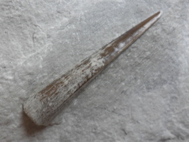 Fischzahn Enchodus Höver