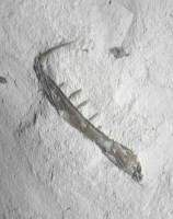 Enchodus Höver