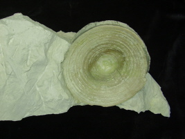 Haiwirbel Höver