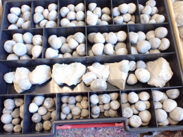 kleine Seeigel