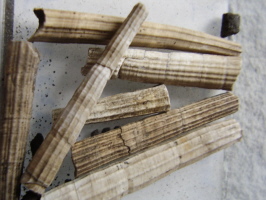 Denthalium