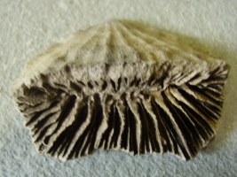 Koralle Flabellum