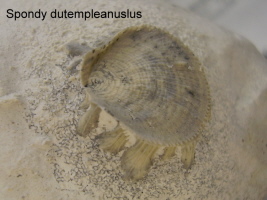 Spondylus radiatus