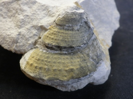 Calliomphalus sp.