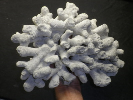 Brochodora roemeri (Oberseite)