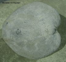 Micraster mit Stachelresten