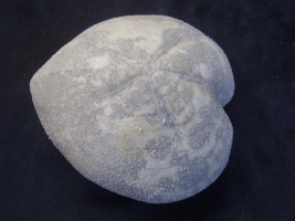 Micrasteroberseite