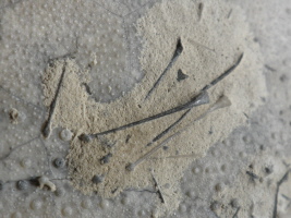 Stachelreste vom Echinocorys