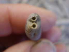 Belemnit mit zwei Spitzen