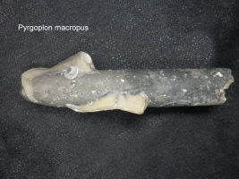 zwei R&ouml;hrenw&uuml;rmer auf einem Belemniten