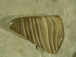 geb&auml;ndeter Feuerstein aus Polen