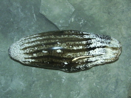 Schwamm in Feuerstein